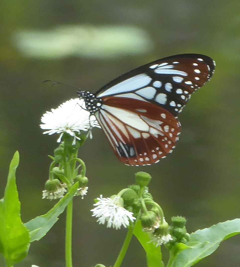 Parantica sita niphonica Parantica sita niphonica